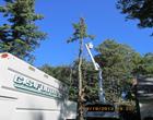 Tree Removal Contractor