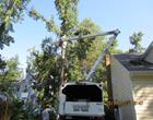 Tree Removal Contractor