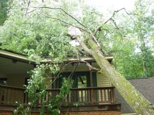 Richmond Tree Removal