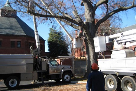 Stump & Tree Removal For Complete Land Preparation Services