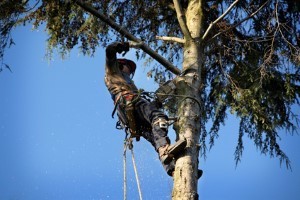 Highland Springs Tree Removal Company