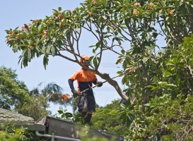 Doswell Tree Removal Company
