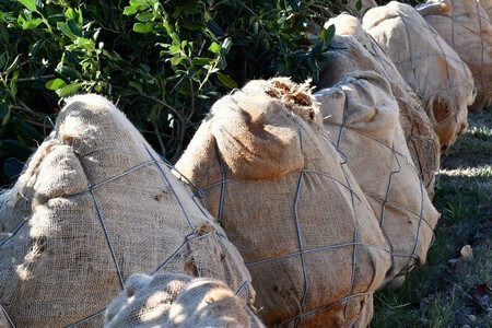 Professional Tree Planting: How to Choose, Place & Care for New Trees