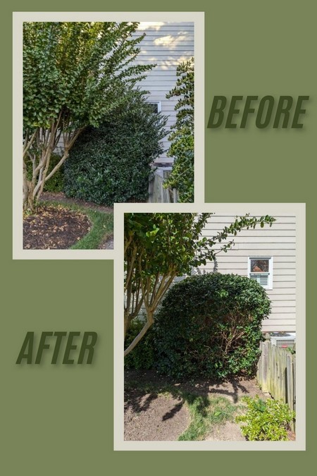 How Often Should Trees and Shrubs Be Professionally Trimmed in Richmond, VA? | Tree Trimming Richmond VA