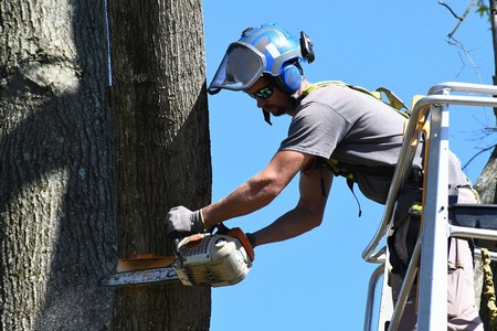 Trees Most Likely to Become Hazardous in Richmond Storm Season